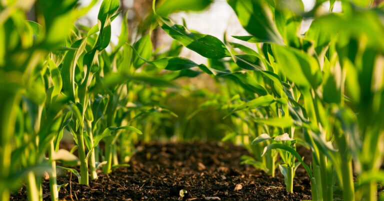 A row of plants in a field, which benefitted from fertilizer, which is becoming more expensive because of fertilizer tariffs that are hurting farmers.